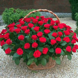 101 красная роза в корзине Херсон фото