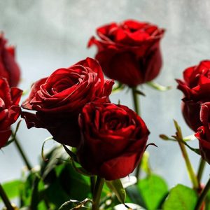 7 красных роз в Херсоне фото
