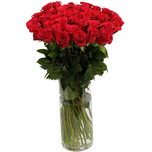 фото товара Троянда імпортна червона (поштучно) | «Букет Експрес»