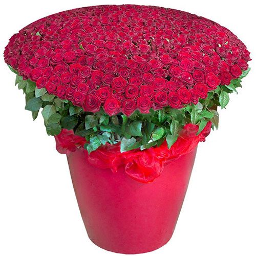 Фото товара 301 красная роза в большом вазоне в Херсоне