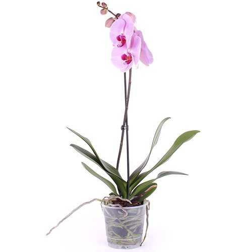 Фото товара Орхидея в Херсоне