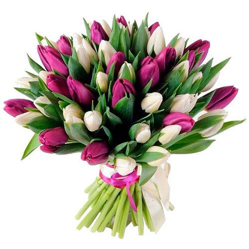 Фото товара 51 бело-пурпурный тюльпан (с лентой) в Херсоне