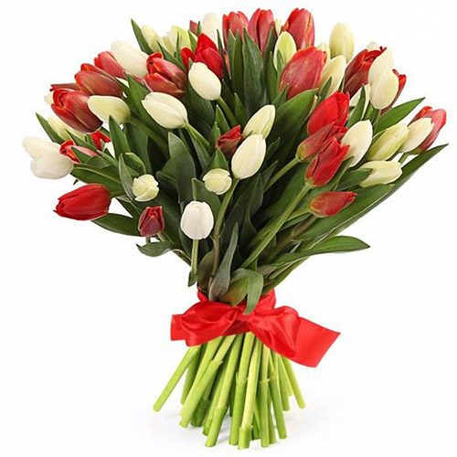 Фото товара 51 красно-белый тюльпан (с лентой) в Херсоне